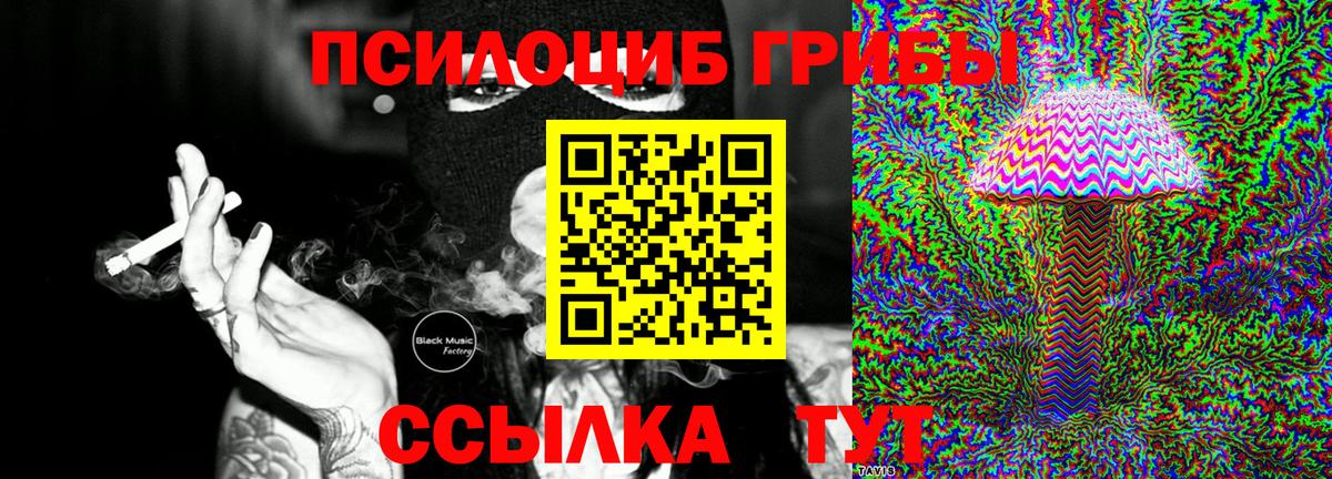 Камышин  Псилоцибиновые грибы Psilocybe  Вход с VPN  Псилоцибиновые грибы Psilocybe 