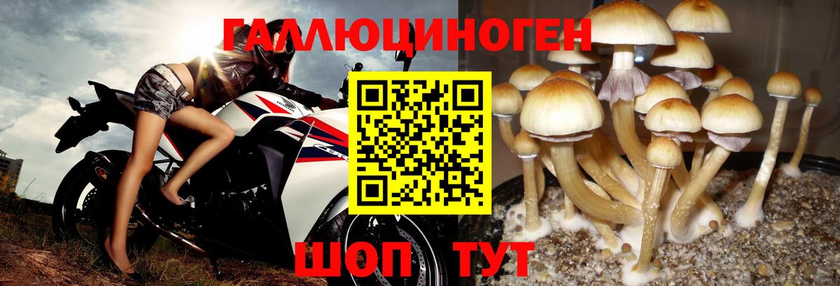 Псилоцибиновые грибы мицелий Камышин